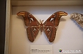 VBS_1077 - Riapre il Museo di Scienze Naturali dopo dieci anni di chiusura